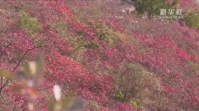 万山红遍 三峡红叶进入最佳观赏期