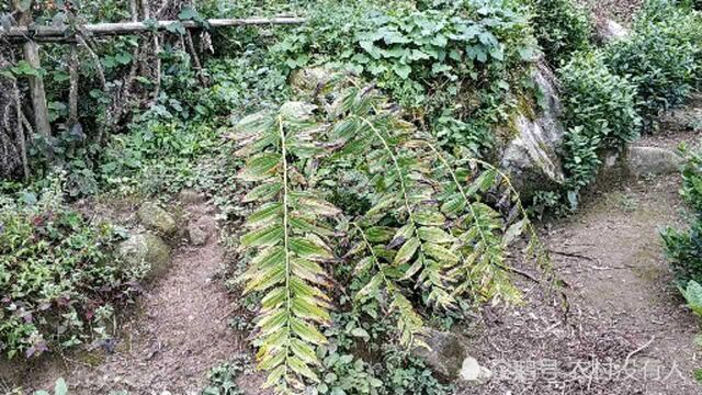 山里人从野外挖回来种植的黄精,一棵估计都能卖10块钱