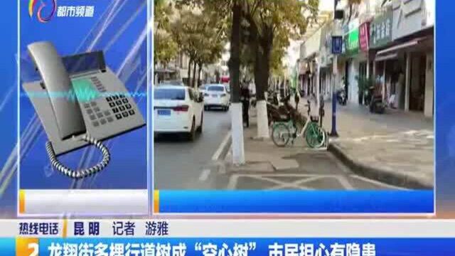 龙翔街多棵行道树成“空心树” 市民担心有隐患