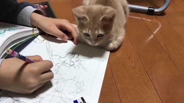 橘猫发现主人画怪兽忽略自己开始作妖了,好恐怖