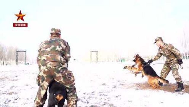 帅气威猛!警犬的训练日常 快来了解