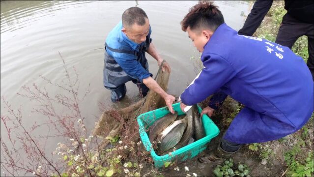 实拍江西农村生活:鱼塘捕鱼现场,一网下去就是100多斤