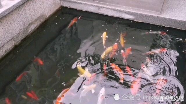 鑫乡多维鱼池净化系统