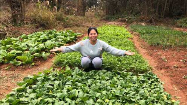 农村蔬菜不愁吃,小秀家菜园种了好多菜,看看都有哪些蔬菜?