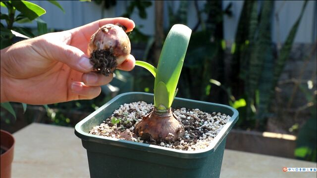 花店里购买“种球”植物,带着这些选技巧,选到高品质种球