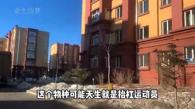 做一个鹤岗本地人是种什么体验?平均工资多少哪些小区便宜?一起来看看