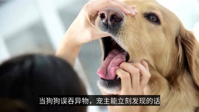 狗狗误吞异物后,该怎么进行急救呢?这份急救宝典