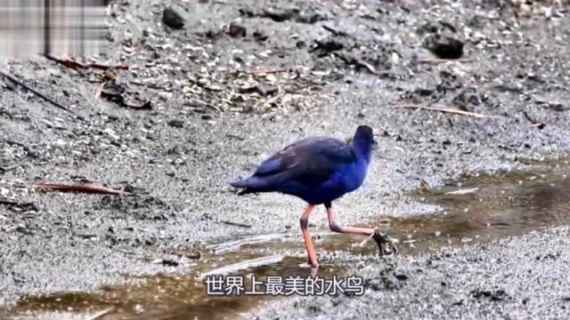 罕见:“世界上最美水鸟”,曾一度被认定灭绝,却现身异龙湖!