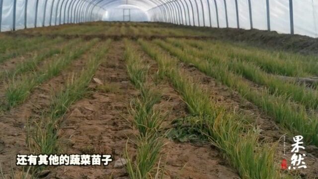 果然视频|山东援疆:“高辣辣椒+大蒜”,带来大棚里的致富经