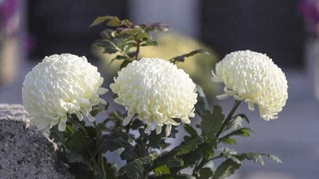 祭奠百事花篮制作教学,祭奠花艺教学视频,开花店培训课程