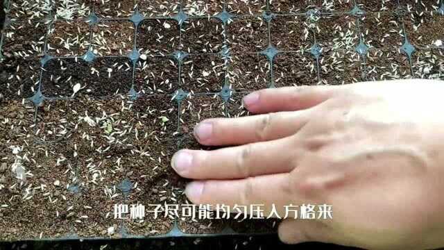 阳台播种利器:多穴育苗盘,播种方便,省泥省种子,还干净,简单易学!