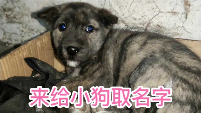 农村老家收养了一只中华田园犬,取个什么名字好呢?