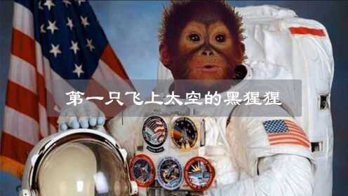 当年被美国送去太空的黑猩猩，现在过的怎么样了？结局令人心酸