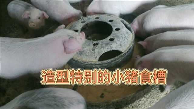 13只小猪的食槽挺特别,网友问我咋做的?今天就来仔细看一下