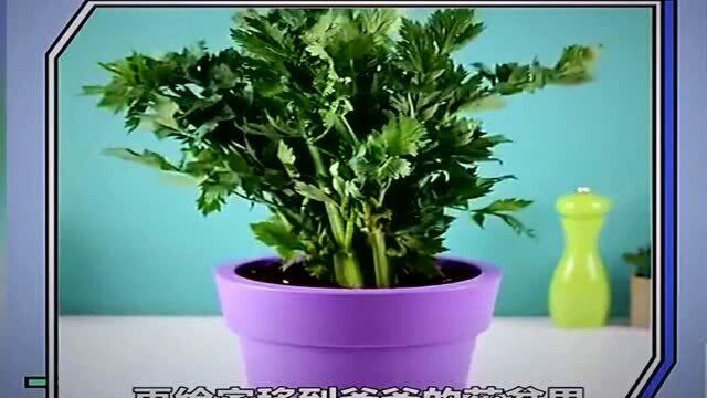 在自己家里也能种菜了,教你自己种菜吃生活的小妙招