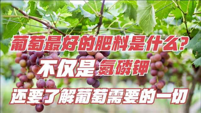 葡萄最好的肥料是什么?不仅是氮磷钾,还要了解葡萄需要的一切