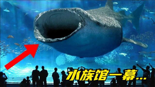 5个世界闻名的水族馆,到水族馆中看到一张大嘴贴近你会害怕吗?