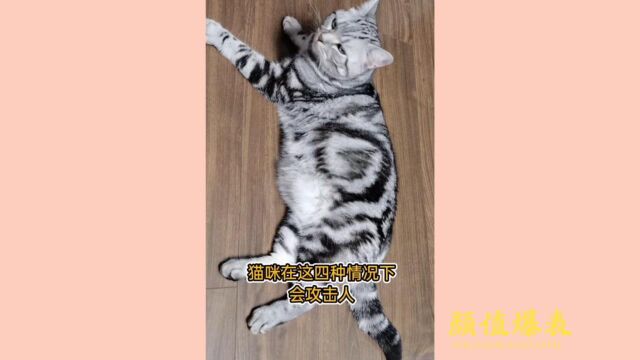 小猫咪会攻主人吗