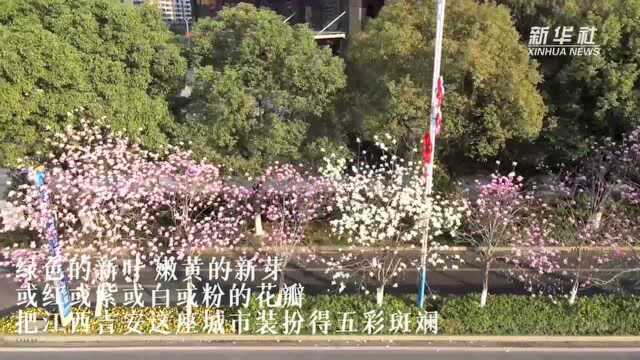 【瞰春光】江西吉安:满“城”春色 如诗如画