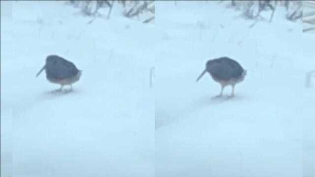 小东西一定有啥开心的事儿!雪地里的小鸟独自跳起欢快的舞蹈