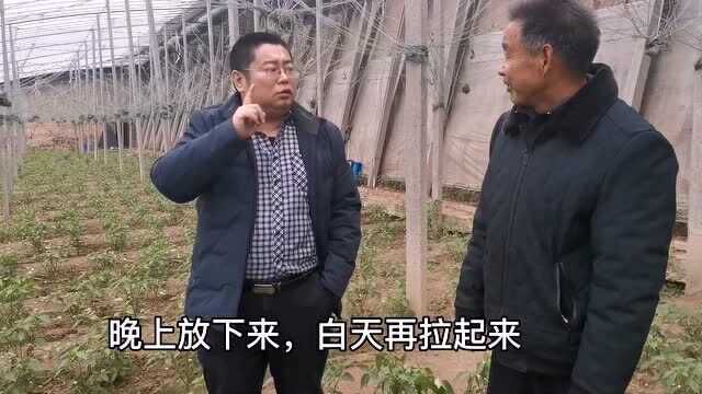 农村三叔大棚种植辣椒,管理简单价格高不愁卖,就是吊绳稍微麻烦