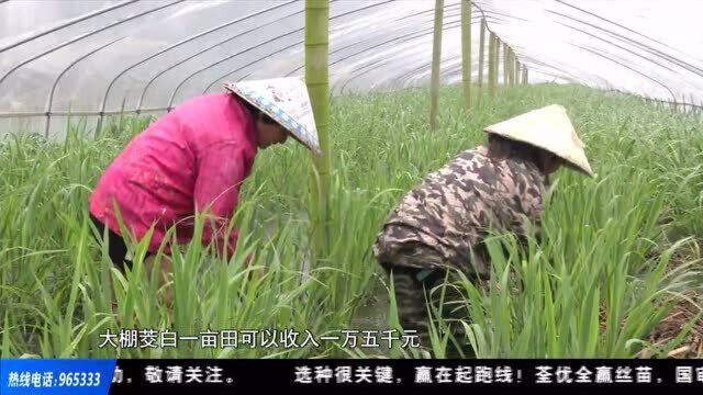 三种方式种茭白 错峰提早上市价更高