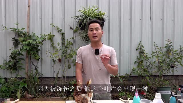 已经濒临死亡的彩叶万年青还能救,你信几成?