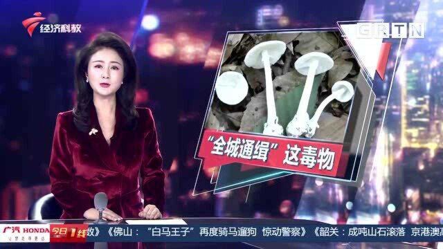 有关部门发出“通缉令”!“致命白毒伞”再现 春季踏青要警惕