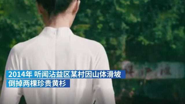 #村民砍伐倒伏路边黄杉做棺材#,被判有期徒刑三年缓刑三年