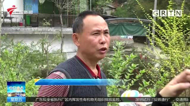 第43个植树节 广州荔湾栽种红花风铃木 打造“网红”打卡地