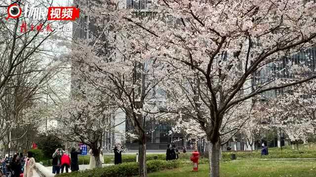 【视频】南京河西CBD这里藏着绝美樱花林