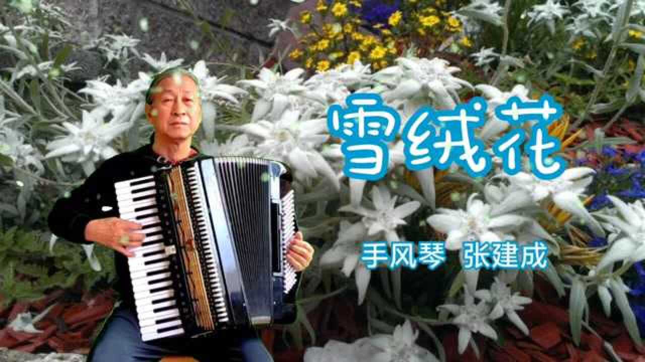 手风琴独奏《雪绒花》演奏 张建成