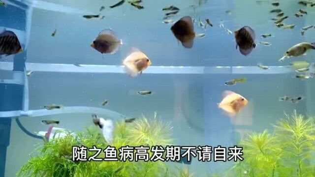 天气转暖,观赏鱼容易得病,备上这些药品你的鱼儿安然无恙