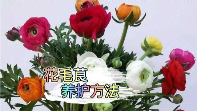 花毛茛花朵形似牡丹、月季,品种繁多,花色丰富,值得拥有