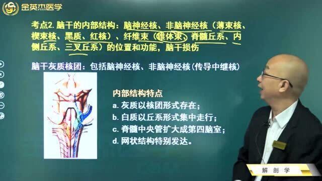 临床解剖学:脑干内部结构特点,脑神经核、非脑神经核、纤维束的位置和功能