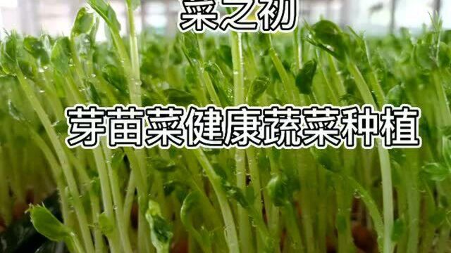 菜之初芽苗菜健康蔬菜种植!