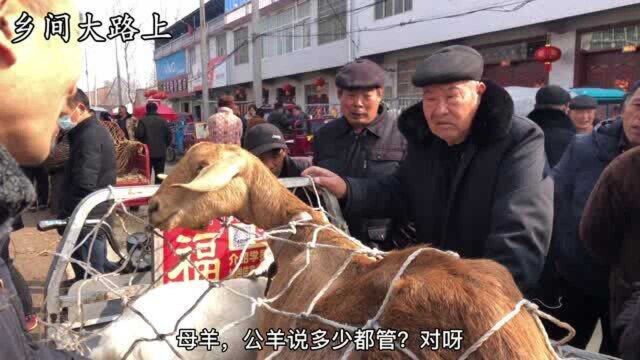 农村羊行价格猛涨,大小羊都论个卖,大哥一听价格吓懵了,不敢买