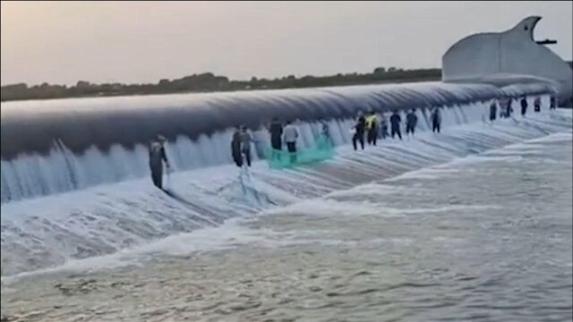 河南洛河现鲤鱼跳龙门奇观,村民在橡皮坝下扎堆逮鱼