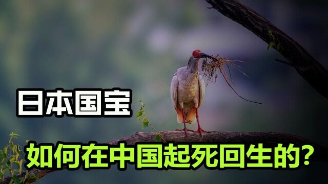 从仅7只到5000只,“神鸟”朱鹮在日本被灭绝,为啥在我国随处可见?