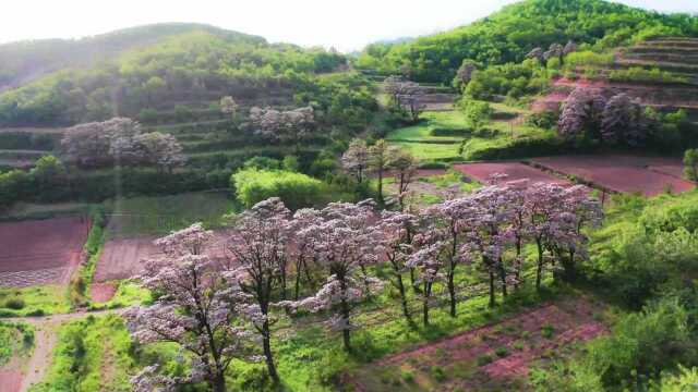 (电视通稿ⷥ›𝥆…ⷧ”Ÿ态)山东荣成:楸树花开 携夏而来