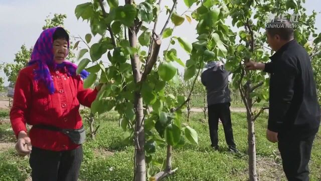 文安种植能手刘宝国:30余年带领村民种果树同走致富路