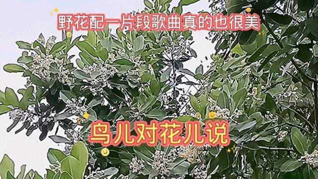 海棠树花开了配一片段的歌曲,简直是美极了