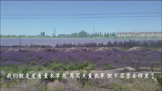 美丽的新疆,自驾游去伊犁州霍城县看薰衣草、路过兵团城市.科克达拉市