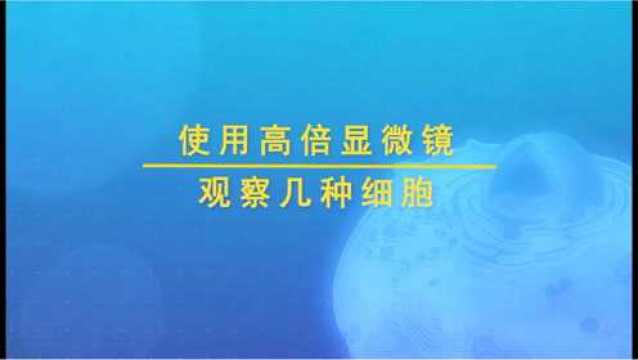 实验1.使用高倍显微镜观察几种细胞