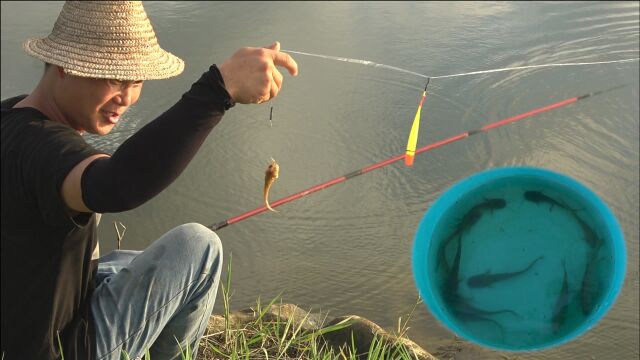 老板订购土鲶鱼给出15块钱一条,小伙钓鱼卖钱,半小时挣了135块