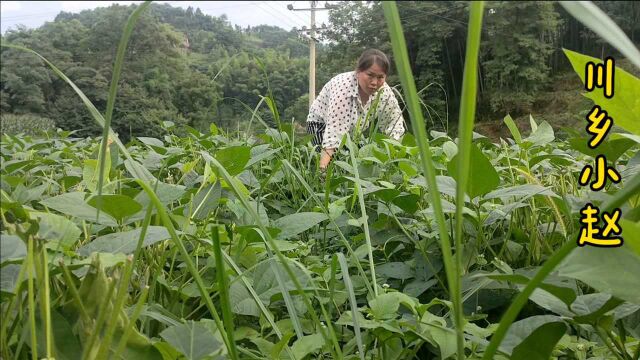 去豆子地里割猪草,藏在豆子树下面的草才嫩,猪最喜欢吃