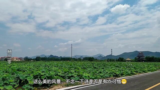 贵港妹贵港话:带你逛荷美覃塘,并用贵港话吟诗一首!