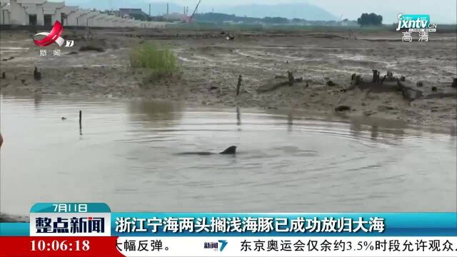 浙江宁海两头搁浅海豚已成功放归大海