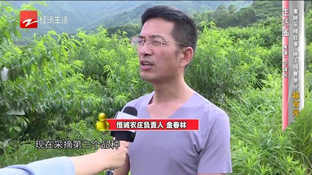 素桃采摘旺季 桃王预售单价超百元