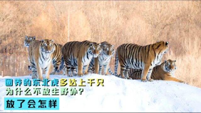 人工圈养的东北虎多达千只,为何没有一只放生到野外?放了会怎样